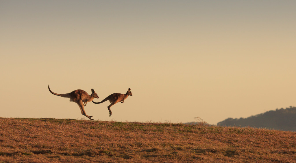 Kangaroos available from Image Library