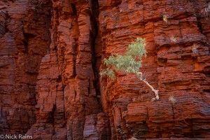 AG_Pilbara_20130729_3272